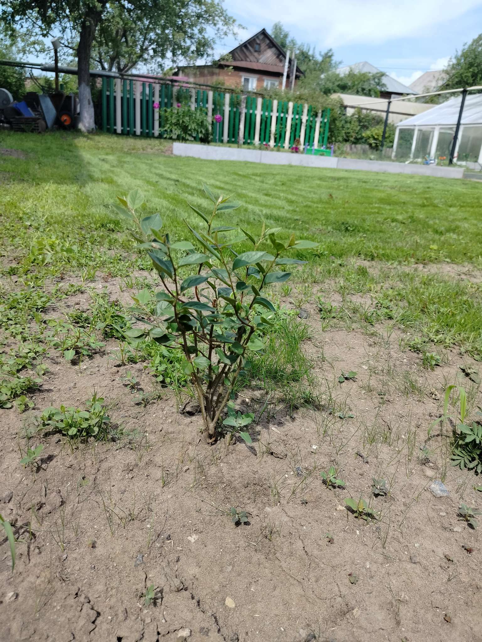 Фотография покупателя товара Саженец Кизильник блестящий, саженец, декоративный, 1 шт., туба - Фото 3