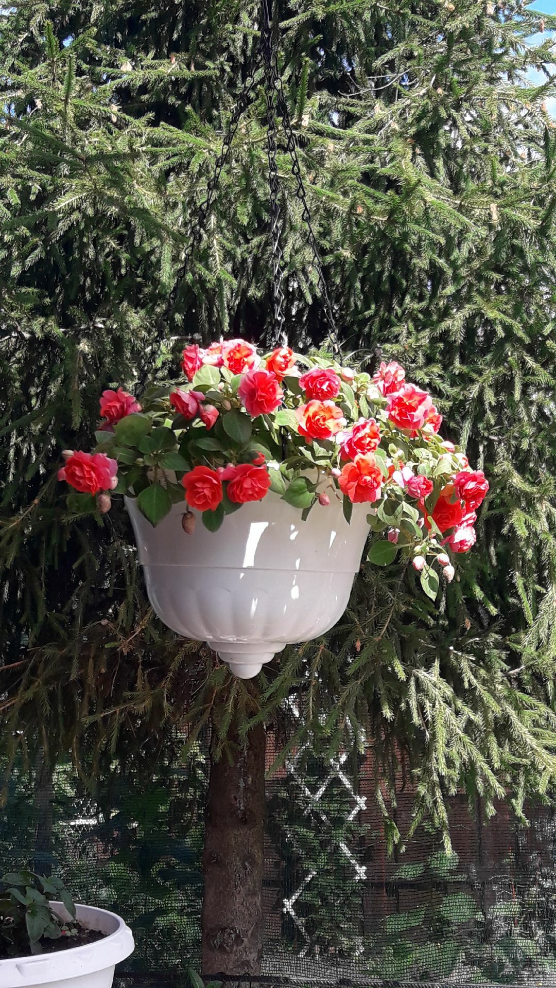 Фотография покупателя товара Кашпо уличное для цветов подвесное «Грация», 4,5 л, цвет белый - Фото 3