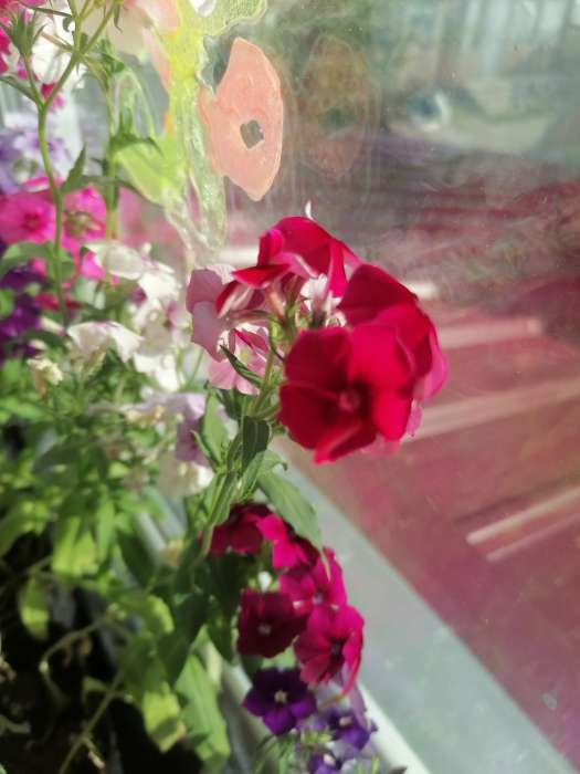 Фотография покупателя товара Семена цветов Флокс "Очарование красное", друммонда, О, 0,05 г
