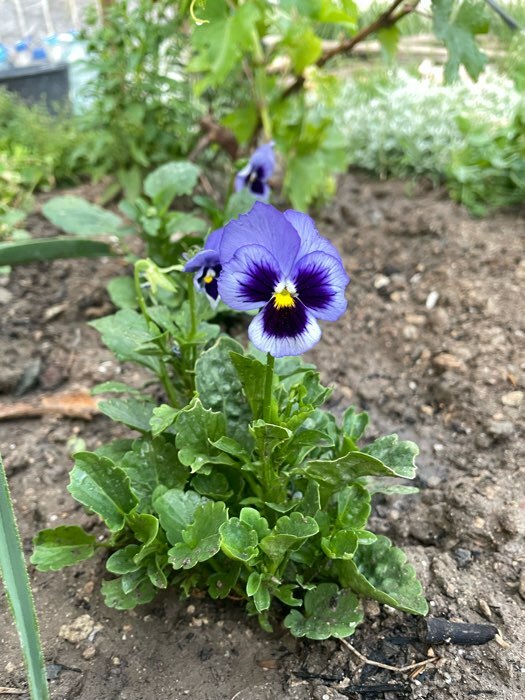 Фотография покупателя товара Семена цветов Анютины глазки «Озеро Тон», двулетник, 40 шт., «Дом семян» - Фото 1