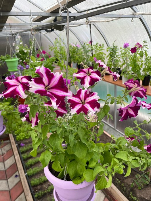 Фотография покупателя товара Семена Петуния "Мон Амур" Эстель F1, прямостоячая звезда, бело-пурпурная 5 шт - Фото 1