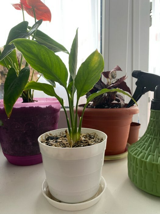 Фотография покупателя товара Горшок для цветов с поддоном «ПластоС. Классик», 1.4 л, пластиковый, белый - Фото 13