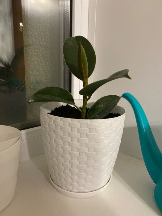 Фотография покупателя товара Горшок для цветов с поддоном «Ротанг», 3 л, d=17 см, h=17 см, пластиковый, белый - Фото 11