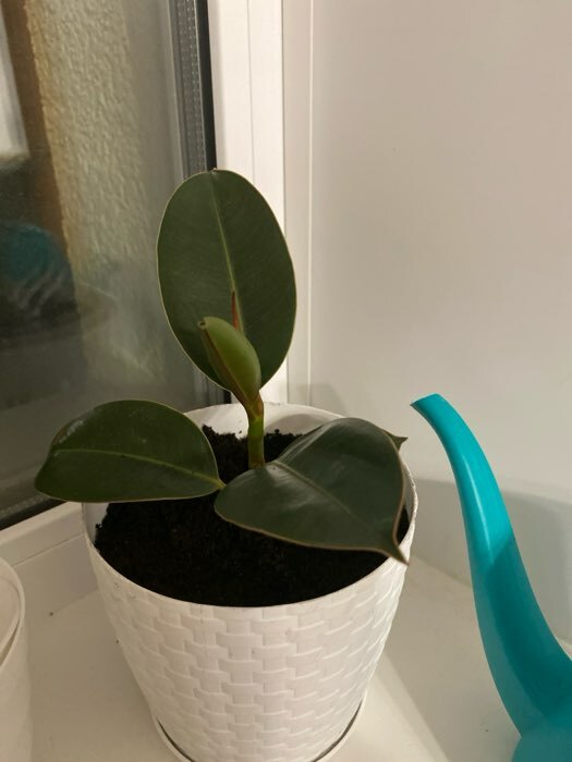 Фотография покупателя товара Горшок для цветов с поддоном «Ротанг», 3 л, d=17 см, h=17 см, пластиковый, белый - Фото 9