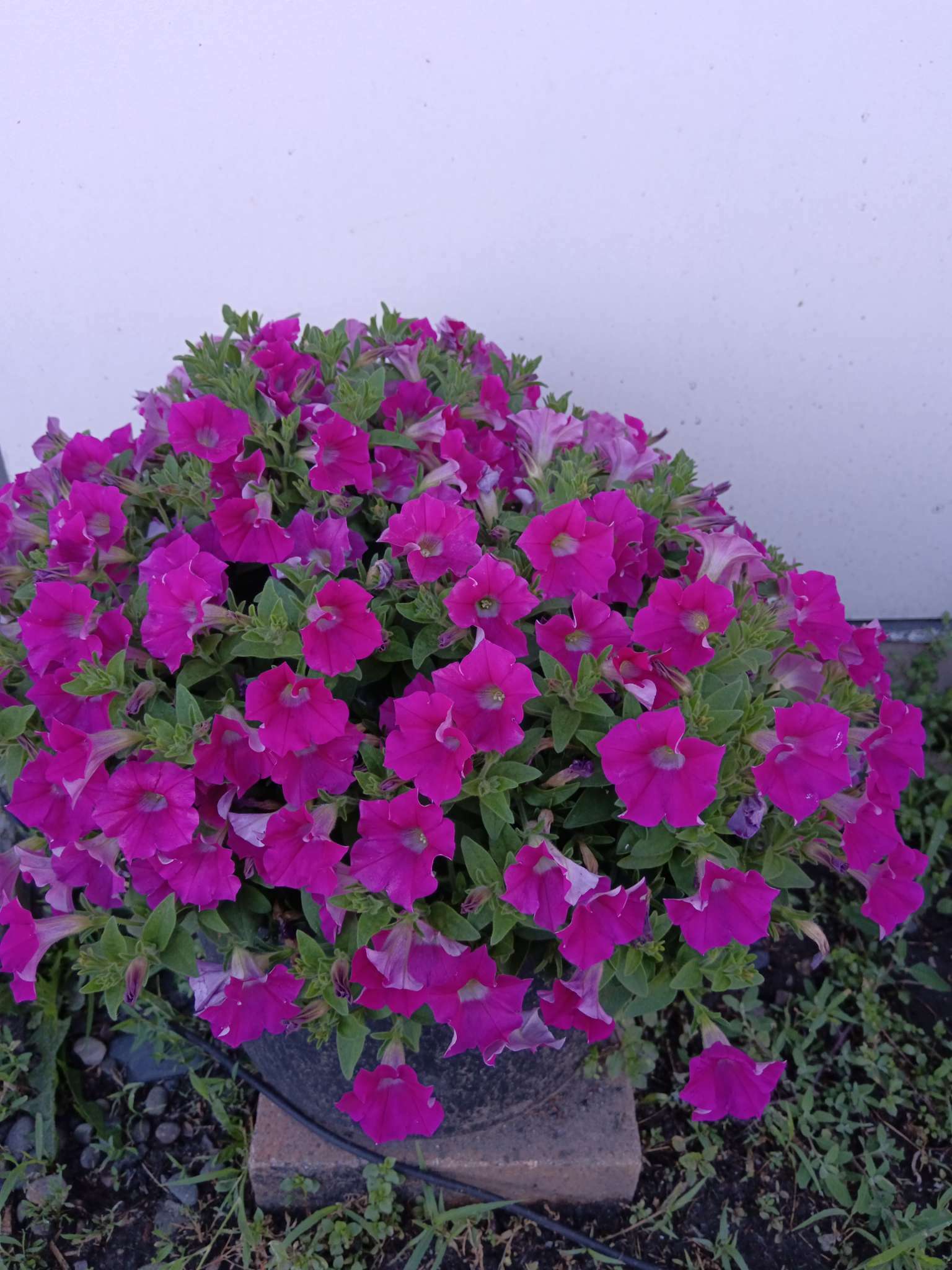 Фотография покупателя товара Семена цветов Петуния  "Ирен", F1, каскадная, розовая с глазком, 5 шт - Фото 10