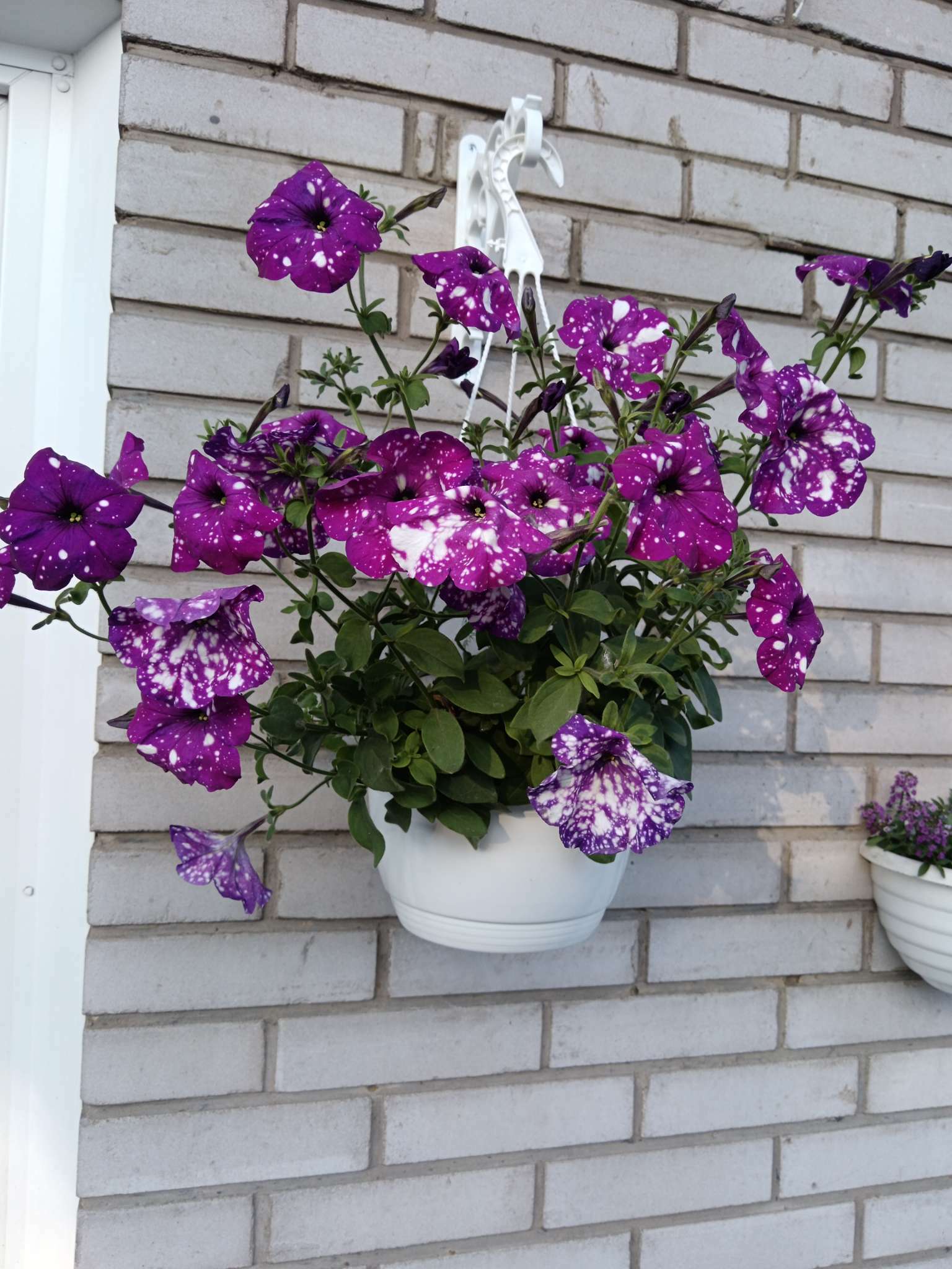 Фотография покупателя товара Семена цветов Петуния многоцветковая Весёлый художник Дот Стар Виолет F1 7 шт. - Фото 3