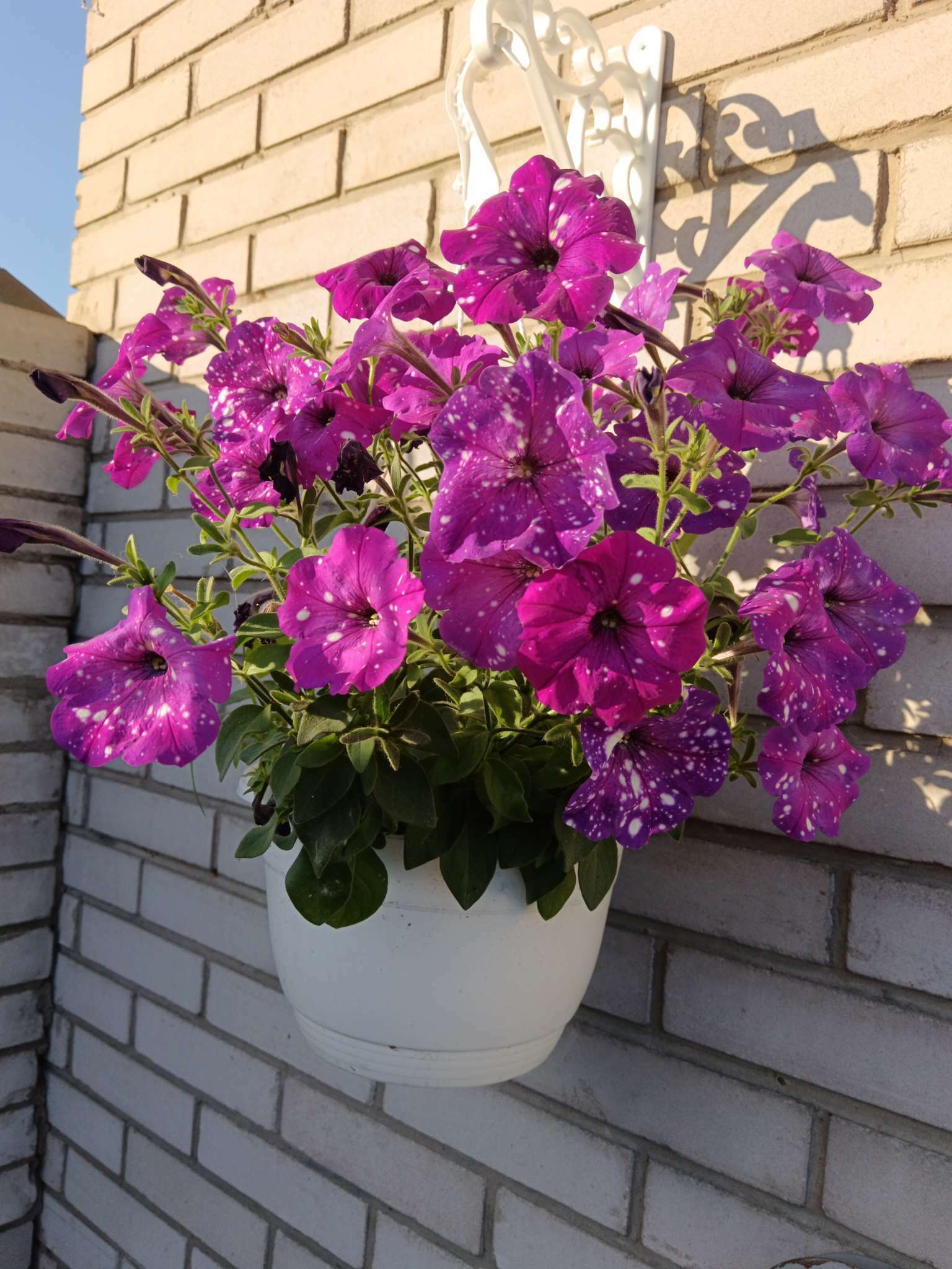 Фотография покупателя товара Семена цветов Петуния многоцветковая Весёлый художник Дот Стар Виолет F1 7 шт. - Фото 2