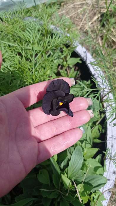 Фотография покупателя товара Семена цветов Виола "Горное волшебство", виттрока, 0,05 г - Фото 6