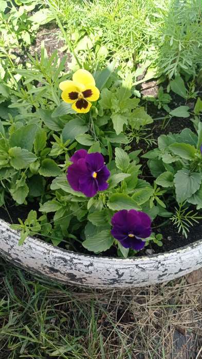 Фотография покупателя товара Семена цветов Виола "Горное волшебство", виттрока, 0,05 г - Фото 5