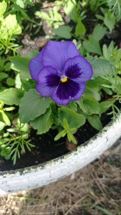Фотография покупателя товара Семена цветов Виола "Горное волшебство", виттрока, 0,05 г - Фото 4