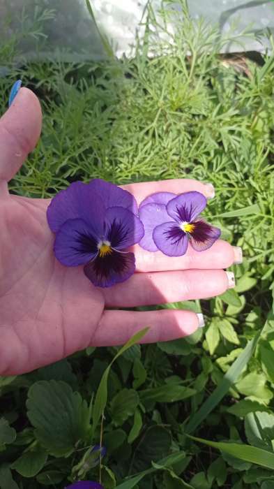 Фотография покупателя товара Семена цветов Виола "Горное волшебство", виттрока, 0,05 г - Фото 3