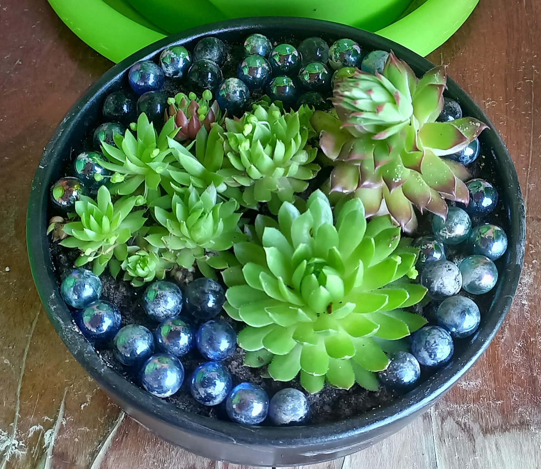 Фотография покупателя товара Горшок - бонсайница «Огма», для кактусов и суккулентов, 3 л, d=26 см, h=8 см, керамика, с поддоном, белый - Фото 14