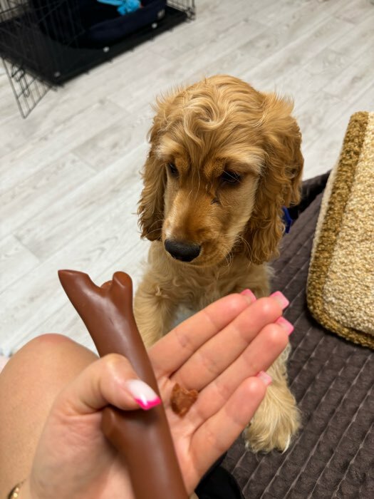 Фотография покупателя товара Игрушка пищащая "Ветка" для собак, 21,5 см, коричневая - Фото 15