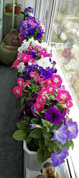 Фотография покупателя товара Семена Цветов Петуния "Мамбо", F1, розовое утро, многоцветковая, пробирка, 7 шт - Фото 1