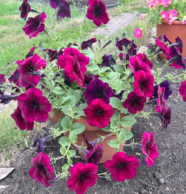 Фотография покупателя товара Семена Цветов Петуния "Тайдал Вейв Черри", 5 шт - Фото 4