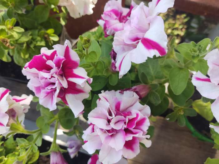 Фотография покупателя товара Семена цветов Петуния махровая "Артист" 5 шт - Фото 4