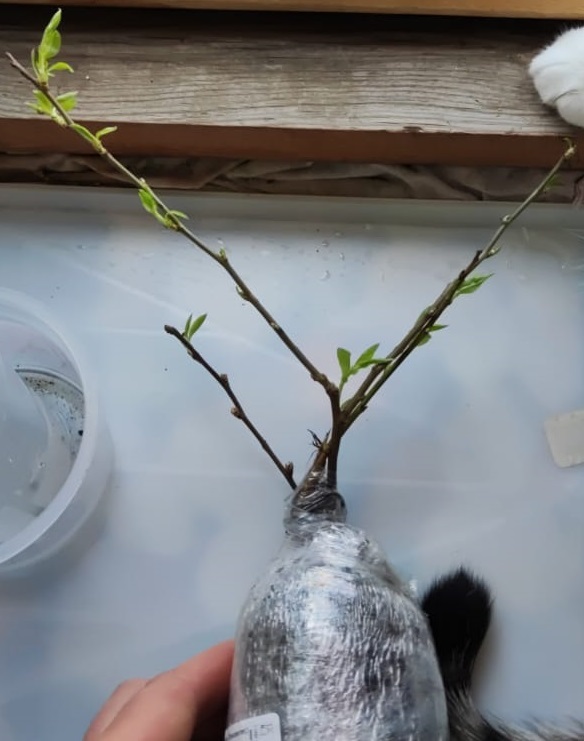 Фотография покупателя товара Айва красивая (Хеномелес) Юкиготен 1 шт., туба Весна 2026 - Фото 1