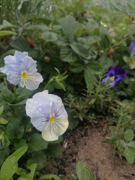 Фотография покупателя товара Семена цветов Виола "Аленушка", F1, 8 шт. - Фото 9