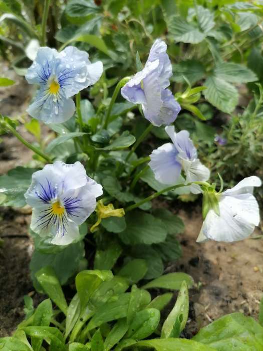 Фотография покупателя товара Семена цветов Виола "Аленушка", F1, 8 шт. - Фото 10