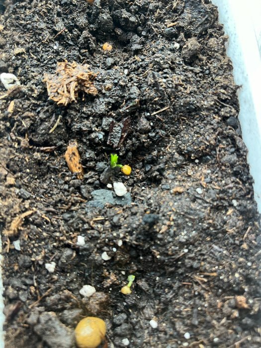 Фотография покупателя товара Семена комнатных цветов нолина «Бутылочное дерево», 3 шт. - Фото 5