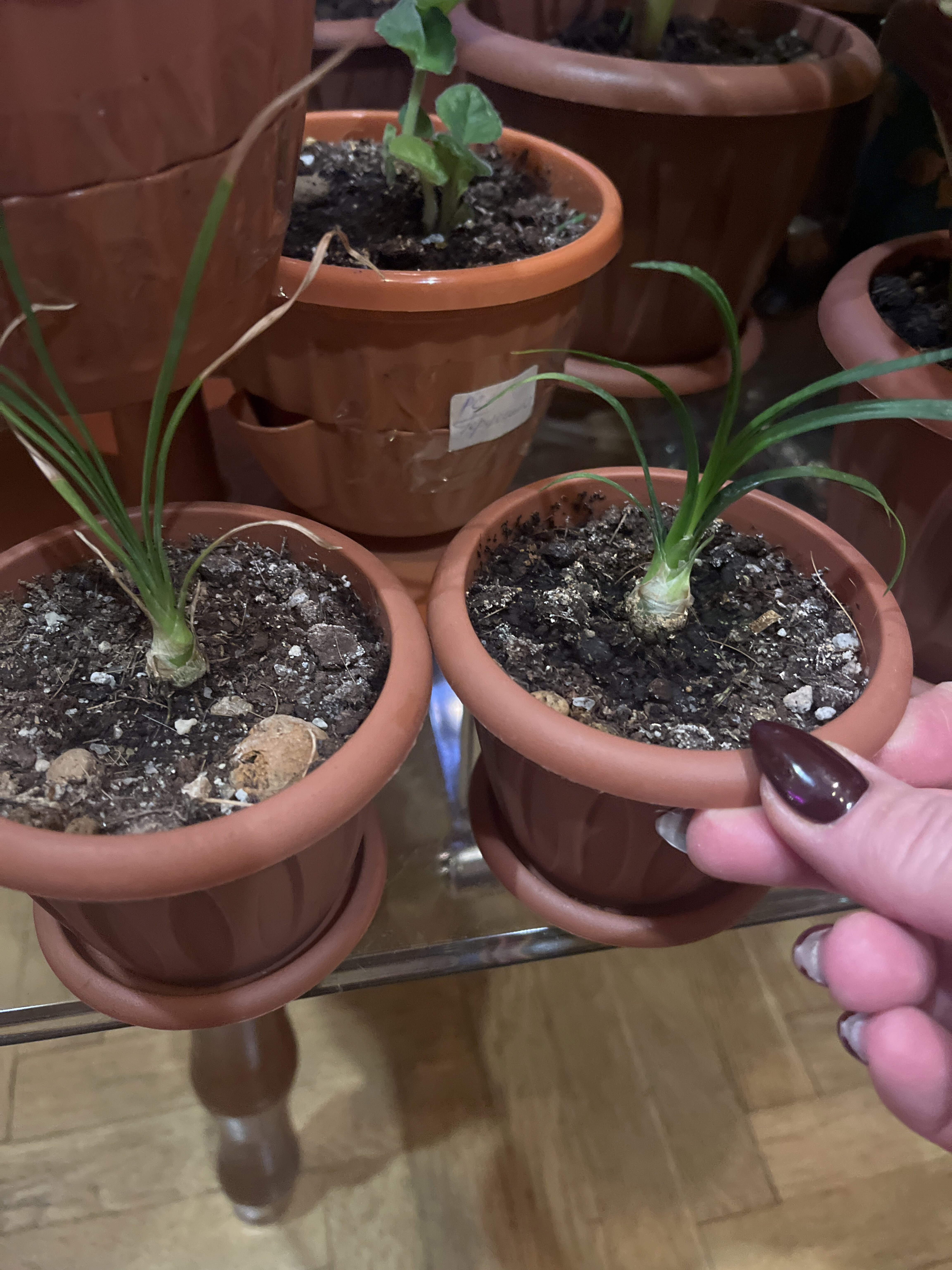 Фотография покупателя товара Семена комнатных цветов нолина «Бутылочное дерево», 3 шт. - Фото 4