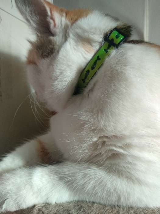 Фотография покупателя товара Ошейник кошачий со светоотражающим покрытием "Рыбки", микс