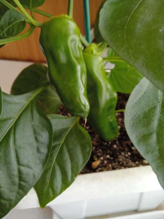 Фотография покупателя товара Семена Перец сладкий "Кузя", 5 шт - Фото 5