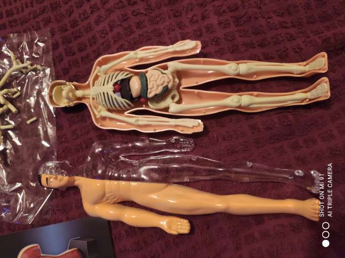 Фотография покупателя товара Набор для опытов «Строение тела», анатомия человека - Фото 59