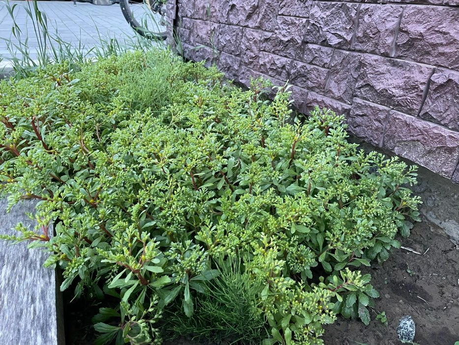 Фотография покупателя товара Седум видный Бриллиант, I р-р, 1 шт. 40 h(см), Осень 2022 - Фото 1