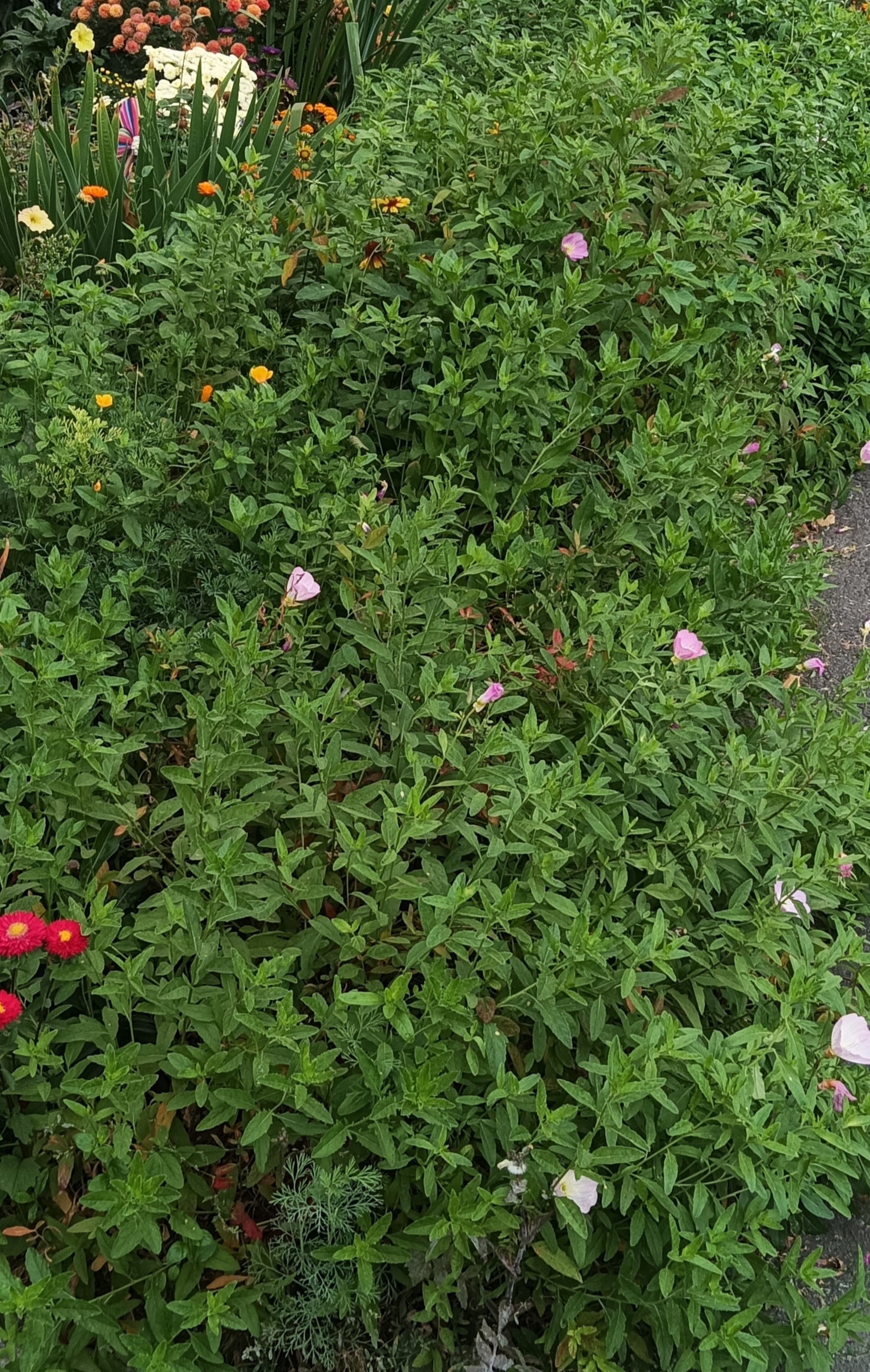 Фотография покупателя товара Семена цветов Энотера "Вечерняя роза", 210 шт. - Фото 7