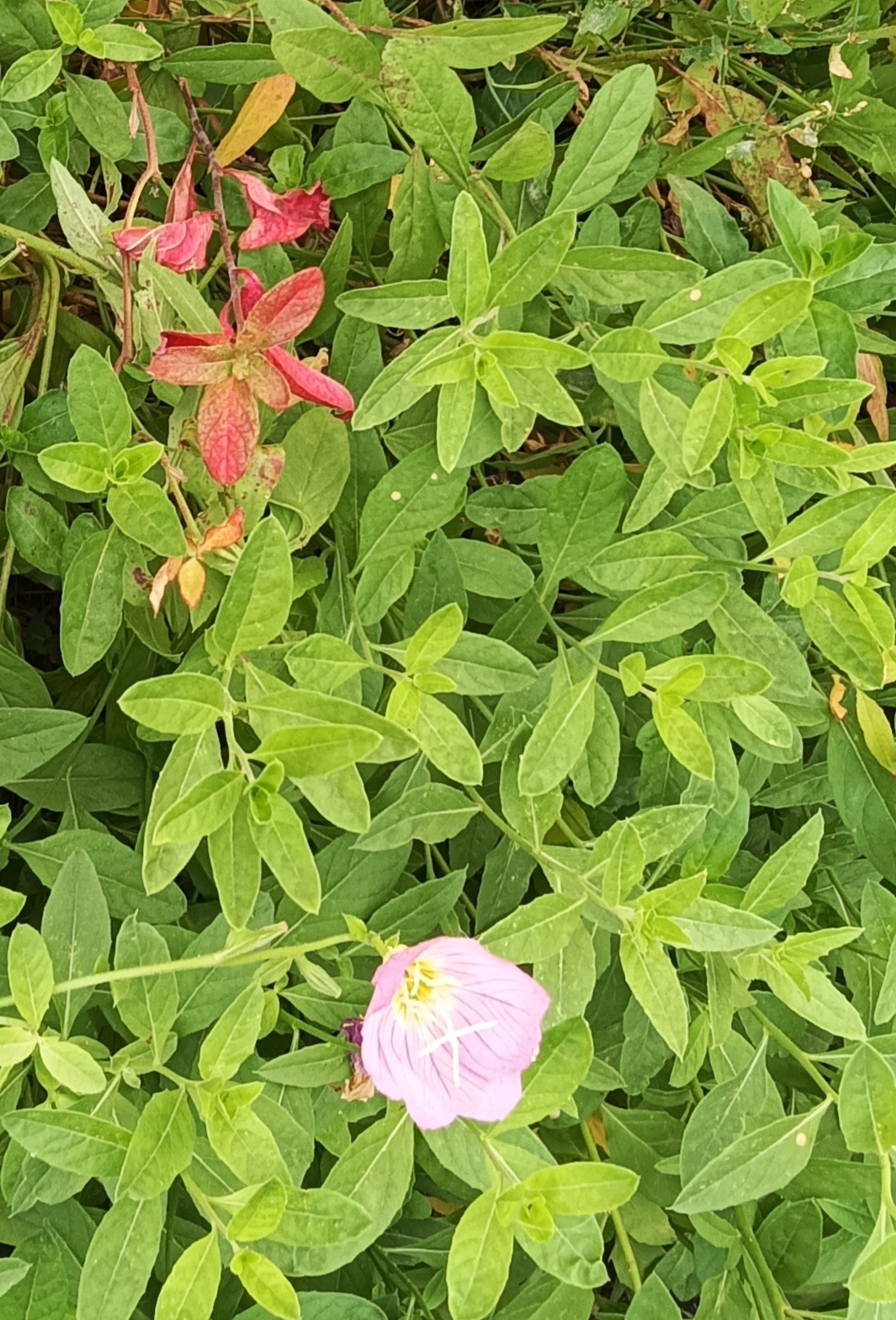 Фотография покупателя товара Семена цветов Энотера "Вечерняя роза", 210 шт. - Фото 8