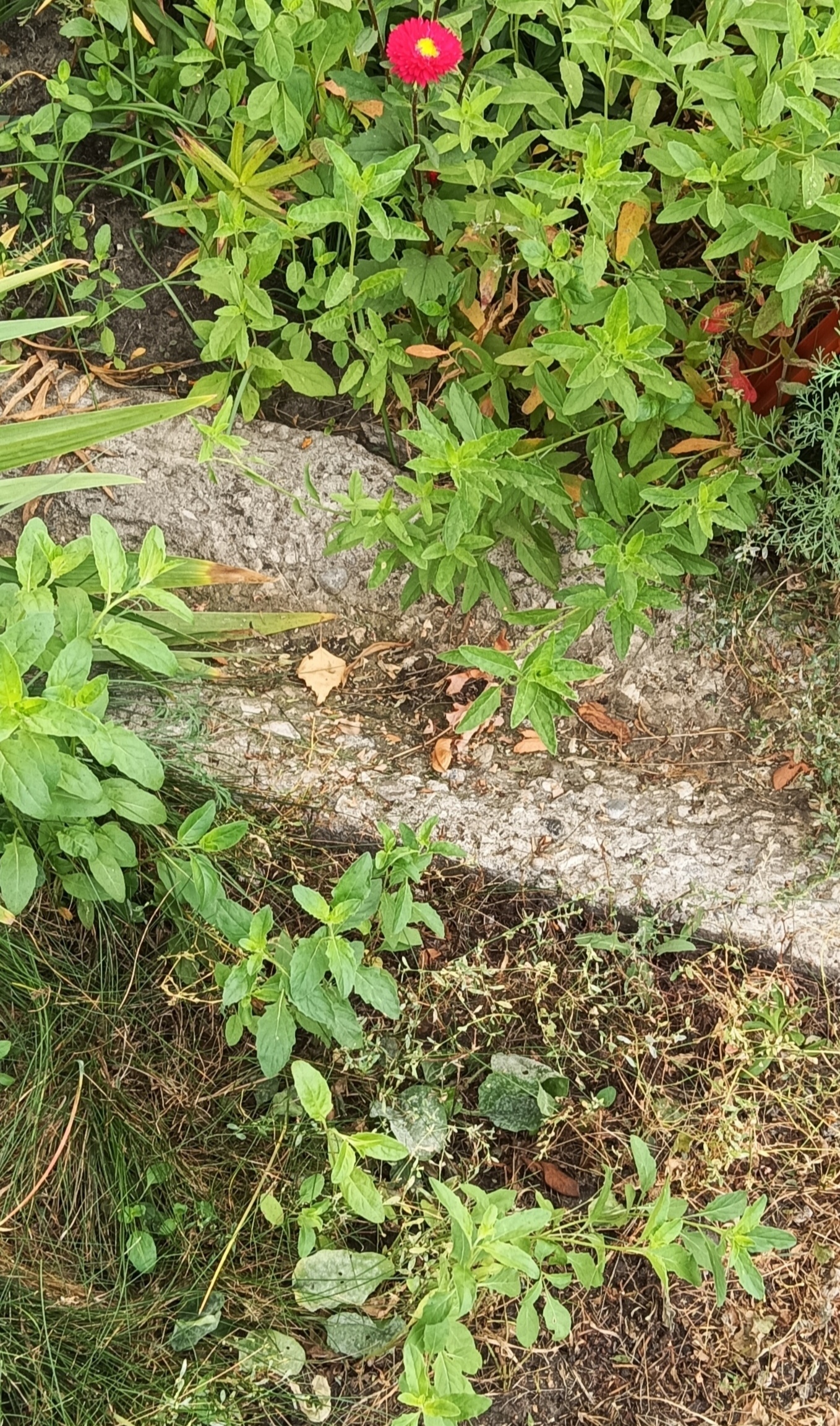 Фотография покупателя товара Семена цветов Энотера "Вечерняя роза", 210 шт. - Фото 6