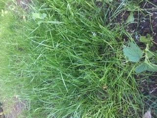 Фотография покупателя товара Семена газонной травы Minium, 1 кг - Фото 2