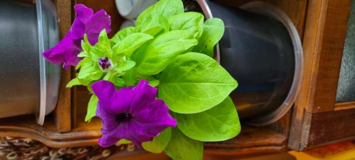 Фотография покупателя товара Семена  Петуния "Мамбо" F1 фиолетовая многоцветковая, 7 шт