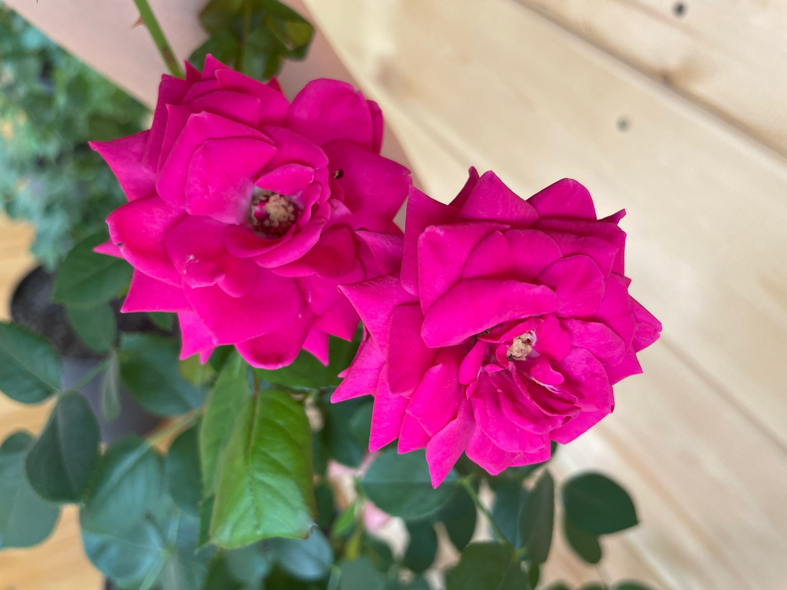 Фотография покупателя товара Саженец Роза «ХиХо», 1 шт., Весна 2025 - Фото 1