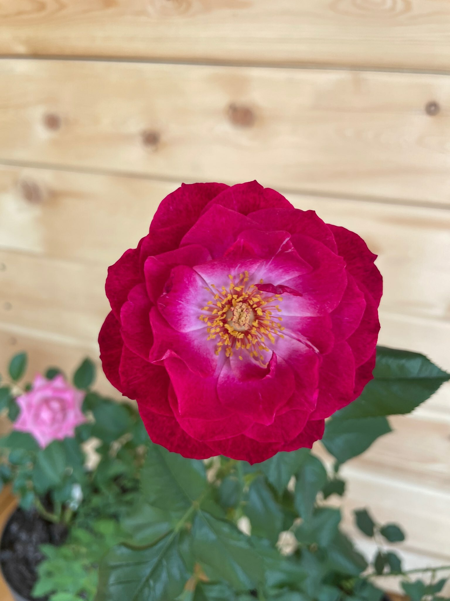 Фотография покупателя товара Саженец розы Дип Перпл, Весна 2024, 1 шт. - Фото 1