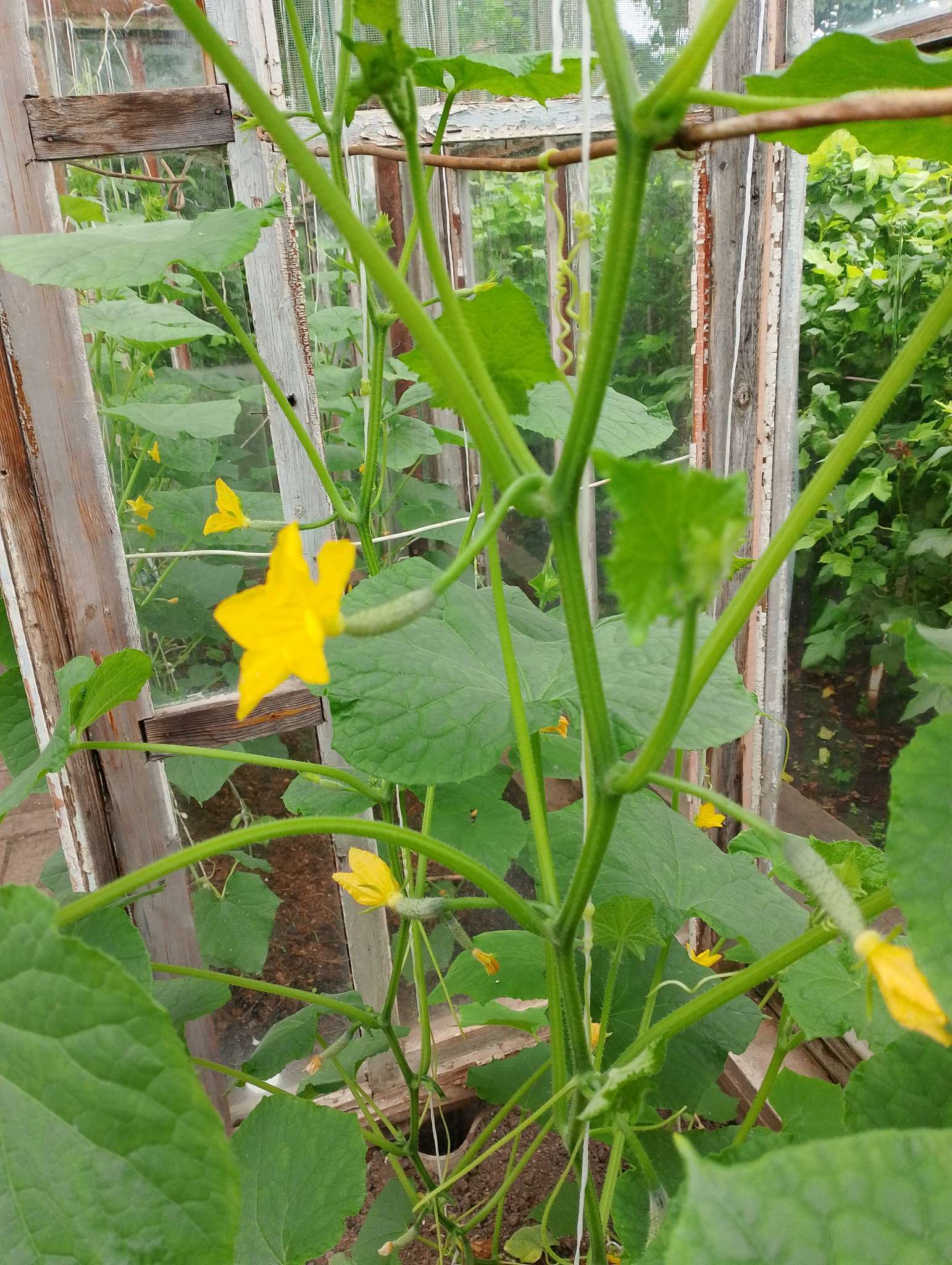 Фотография покупателя товара Семена Огурец партенокарпик Гуннар F1, 5 шт - Фото 1