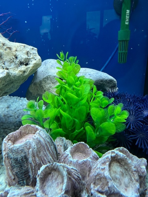 Фотография покупателя товара Растение искусственное аквариумное, 3 х 13 см, зелёное - Фото 1