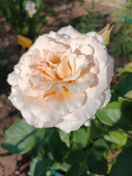 Фотография покупателя товара Саженец Роза чайно-гибридная «Тоффи», 1 шт., Весна 2025 - Фото 1