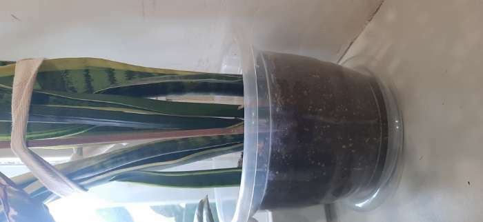 Фотография покупателя товара Горшок для орхидей с поддоном, 2 л, цвет прозрачный - Фото 1