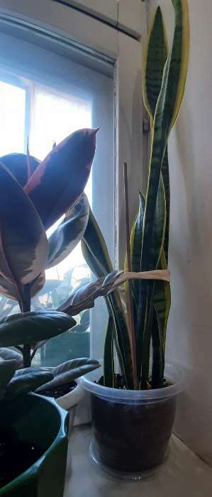 Фотография покупателя товара Горшок для орхидей с поддоном, 2 л, цвет прозрачный - Фото 2
