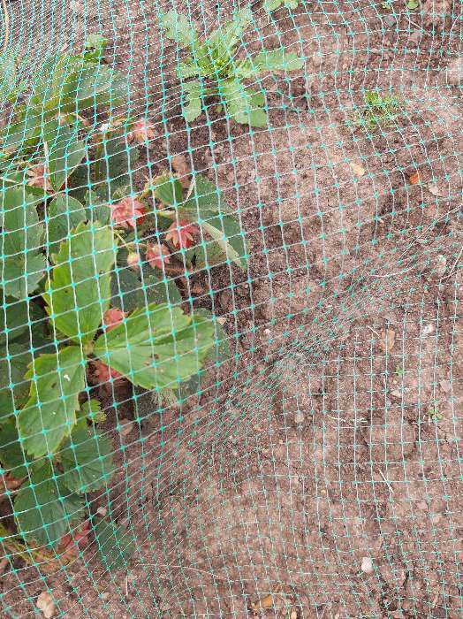 Фотография покупателя товара Сетка садовая, 2 × 10 м, ячейка ромб 6 × 6 мм, от птиц, пластиковая, зелёная, Greengo - Фото 6