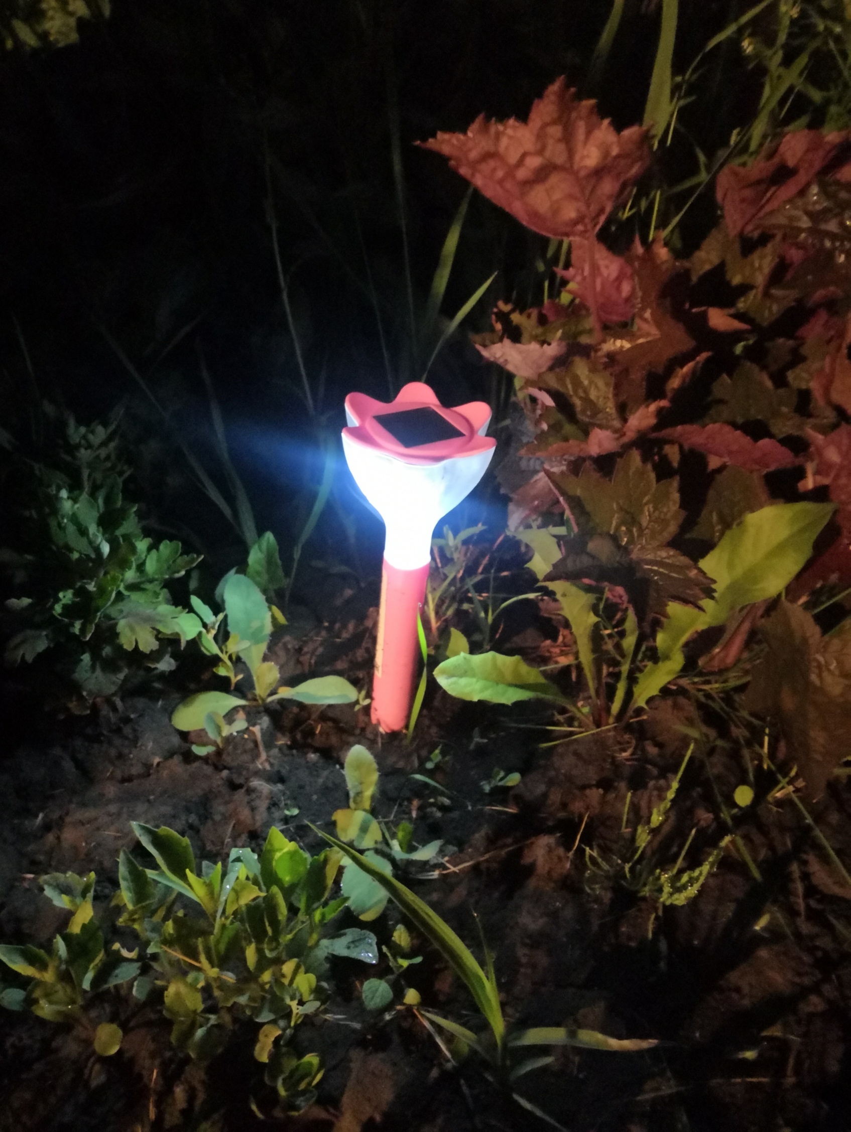 Фотография покупателя товара Садовый светильник на солнечной батарее «Цветок красный», 6 × 29 × 6 см, 1 LED, свечение белое