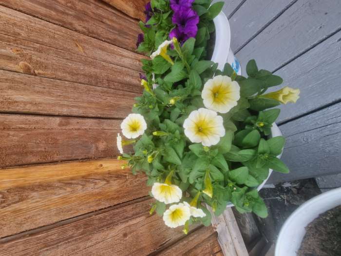 Фотография покупателя товара Семена цветов Петуния "Е3 Изи Вейв Еллоу F1", 5 шт - Фото 7