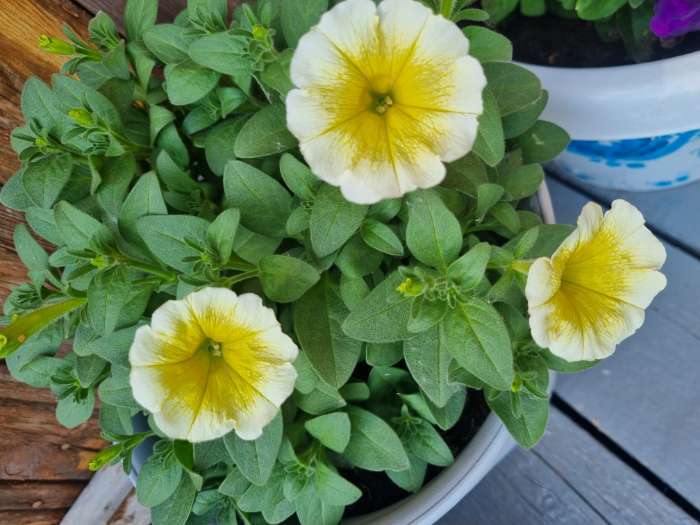 Фотография покупателя товара Семена цветов Петуния "Е3 Изи Вейв Еллоу F1", 5 шт - Фото 8