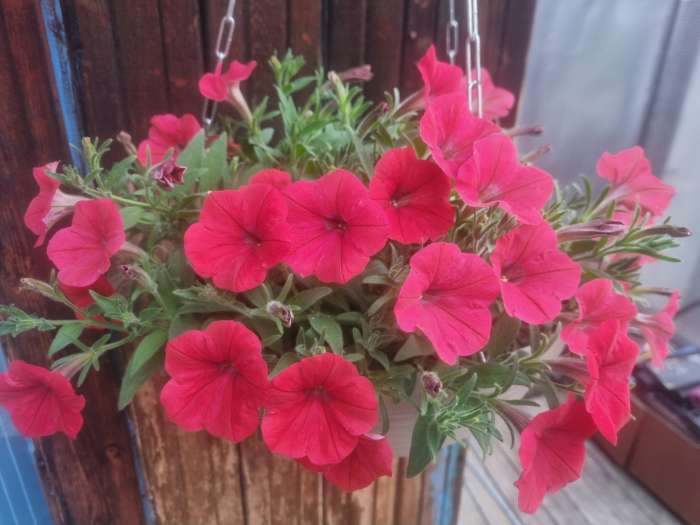 Фотография покупателя товара Семена цветов Петуния "Шок Вэйв Ред F1", 5 шт - Фото 2