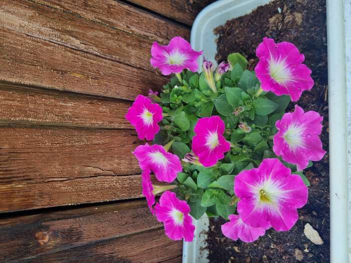 Фотография покупателя товара Семена Цветов Петуния "Мамбо", F1, розовое утро, многоцветковая, пробирка, 7 шт - Фото 18