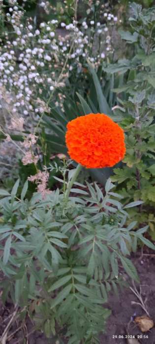 Фотография покупателя товара Семена цветов Бархатцы "Оранжевая принцесса" прямостоячие, О, 0,3 г - Фото 1
