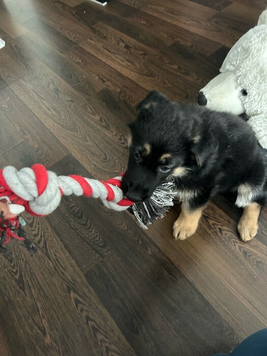 Фотография покупателя товара Игрушка канатная «2 узла», 200 г, до 33 см, микс цветов - Фото 1