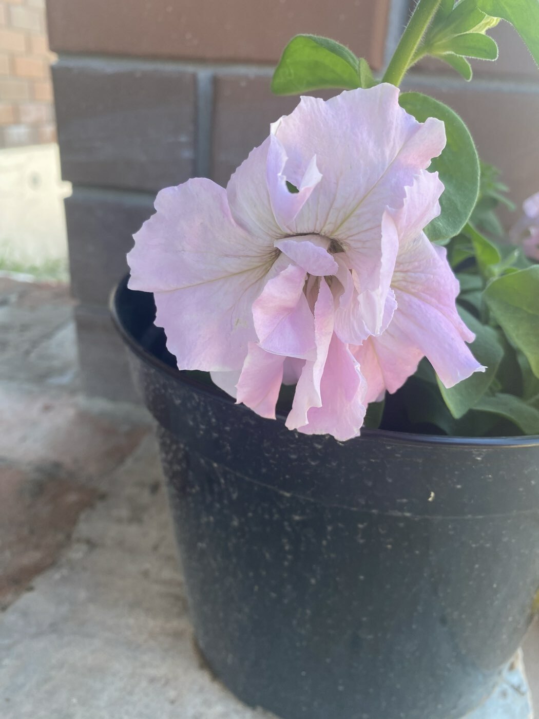 Фотография покупателя товара Семена цветов Петуния махровая "Артист" 5 шт - Фото 1